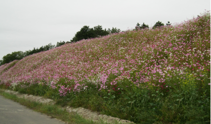 西安植物园护坡喷播绿化技术取得新突破