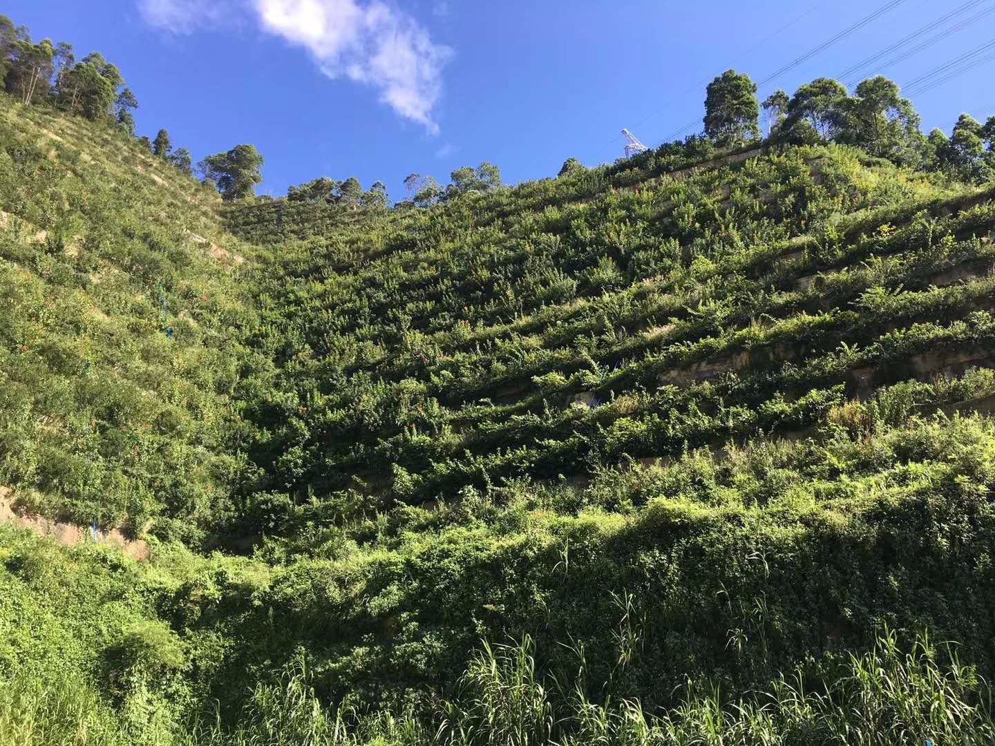 水泥喷砼坡面新生态治理方案---高陡峭岩质创面山体纤维骨架综合生态治理技术