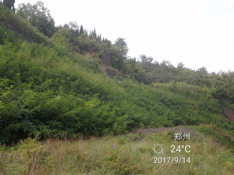 边坡绿化植被的选择